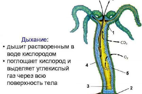 Kraken ссылка для тору